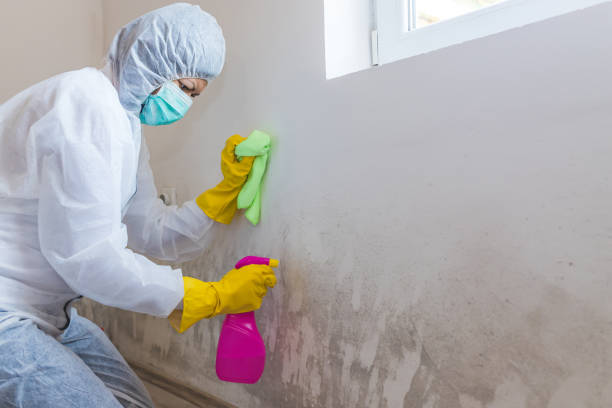 Why You Should Choose Our Mold Remediation Services in Lorenzo, TX